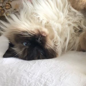 Meet your Posher, Bella